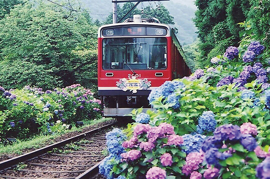 初夏の風物詩、沿線にあじさいが咲き誇る箱根登山電車