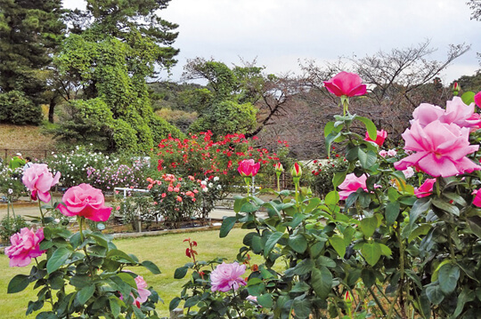 600種以上のバラが咲き誇る生田緑地ばら苑を無料開放