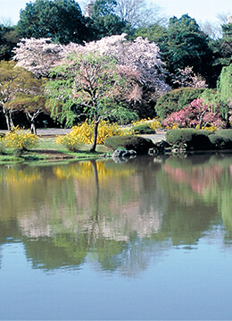 いろいろな種類の桜が次々に見頃をむかえる西洋庭園
