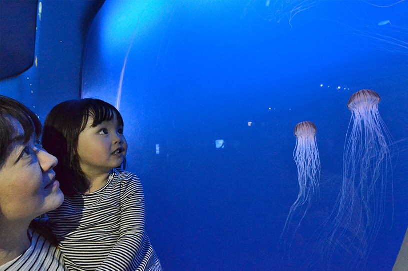 雨が降っても安心！　小田急線で行く親子で楽しめる水族館3選の画像