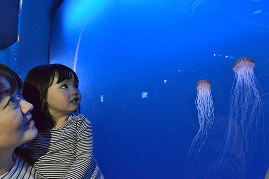 雨が降っても安心！　小田急線で行く親子で楽しめる水族館3選