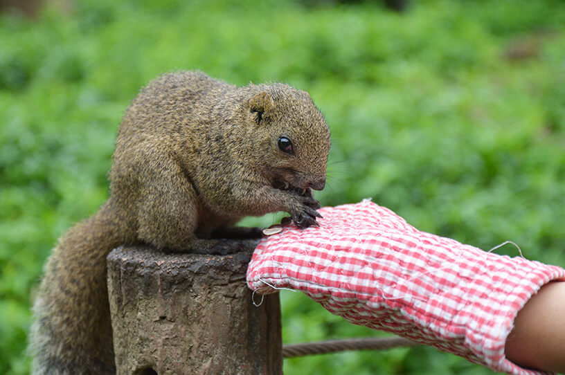 子どもと動物のふれあいに 親子で訪れたい町田市のリス園の画像