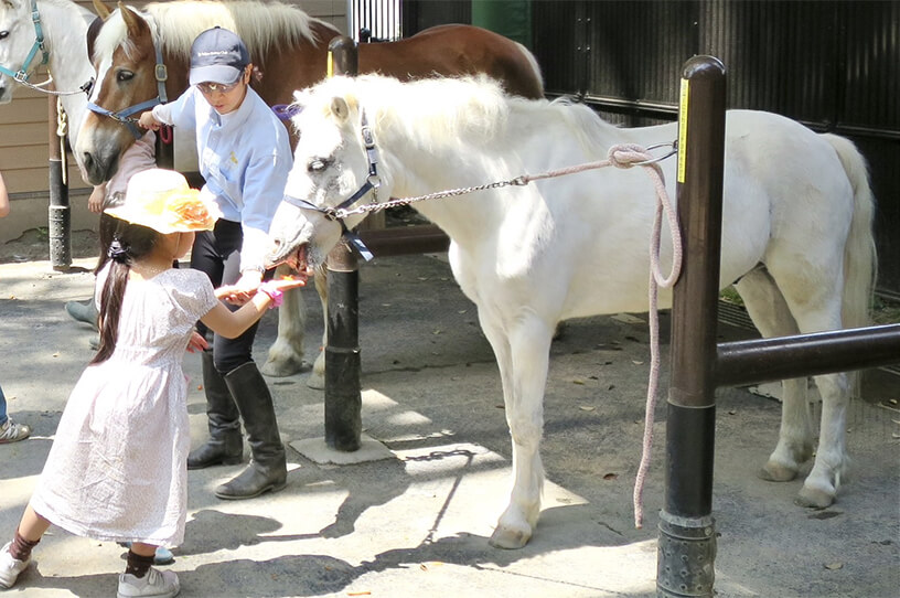 代々木ポニー公園で動物と触れ合う喜びを