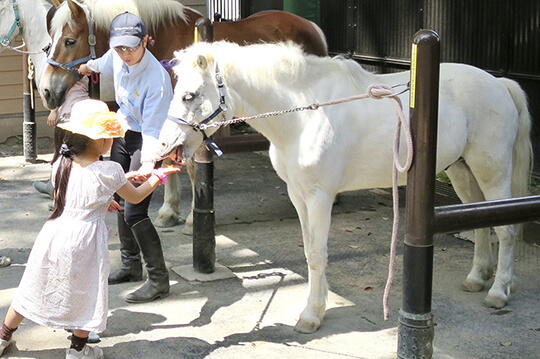 代々木ポニー公園で動物と触れ合う喜びを