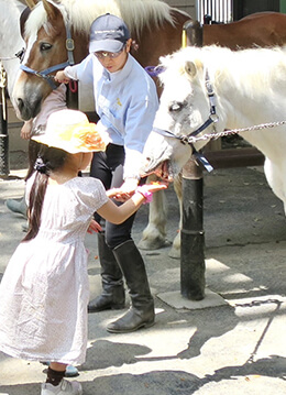 代々木ポニー公園で動物と触れ合う喜びを