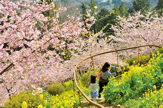 夜はライトアップも行われる松田山の桜まつり