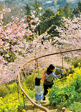 夜はライトアップも行われる松田山の桜まつり