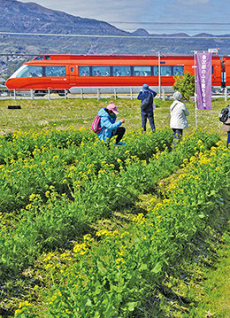 イベントの開催や農産物の直売も！　東栢山の菜の花まつり