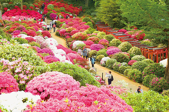 約100種3,000株のツツジが花開く文京つつじまつり