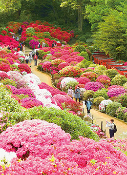 約100種3,000株のツツジが花開く文京つつじまつり