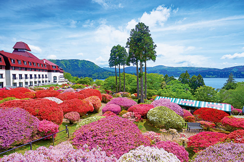 箱根・芦ノ湖畔にツツジとシャクナゲが咲き競う