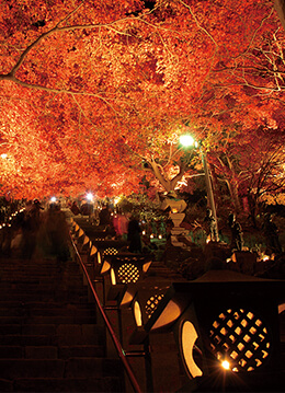 幻想的なライトアップで楽しむ大山の紅葉