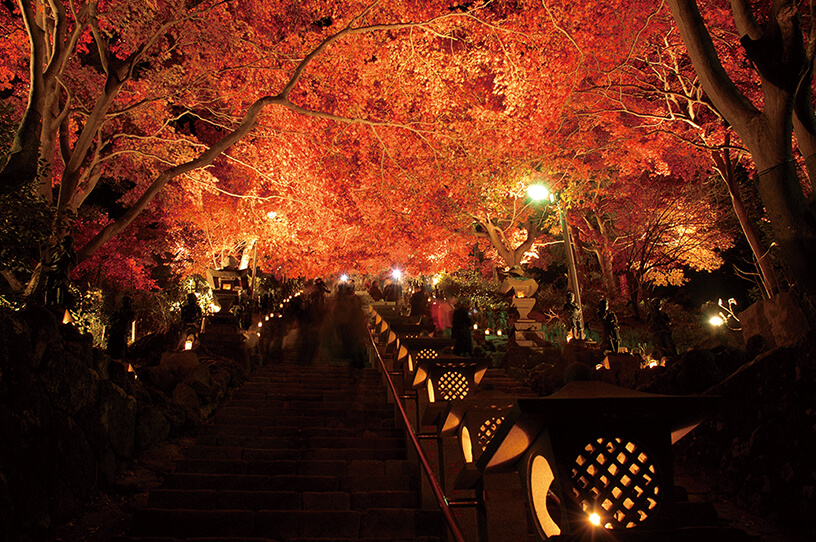 幻想的なライトアップで楽しむ大山の紅葉の画像