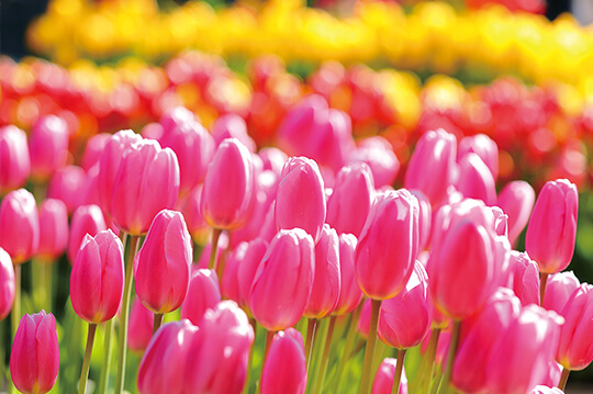 約2万本の早咲きチューリップが湘南に春を届ける