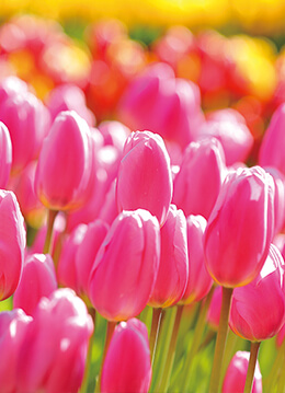 約2万本の早咲きチューリップが湘南に春を届ける