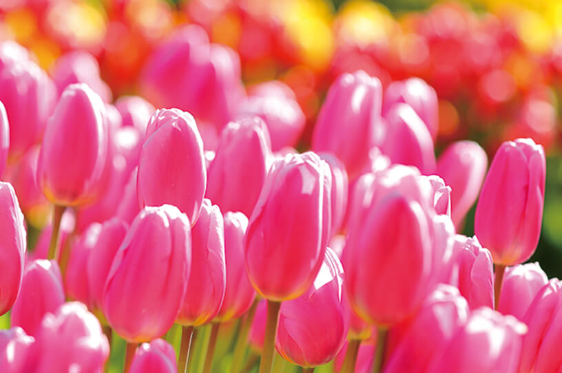約2万本の早咲きチューリップが湘南に春を届けるの画像