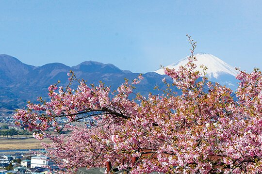 早咲きの河津桜が花咲かす松田の西平畑公園