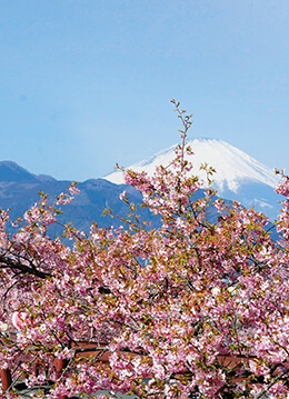 早咲きの河津桜が花咲かす松田の西平畑公園