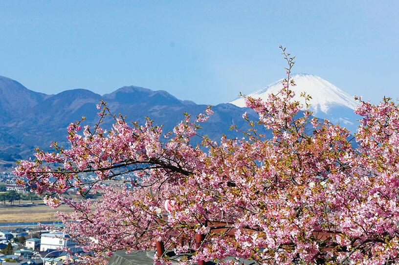早咲きの河津桜が花咲かす松田の西平畑公園の画像