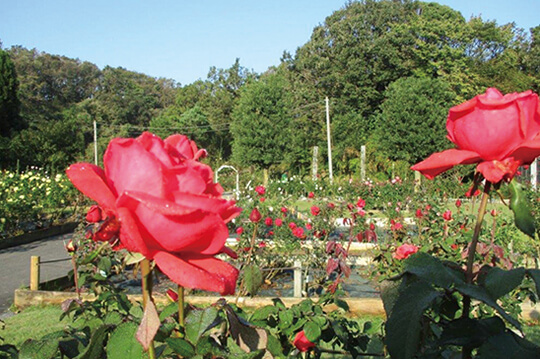 生田緑地で625種2900株の美しいバラが開花