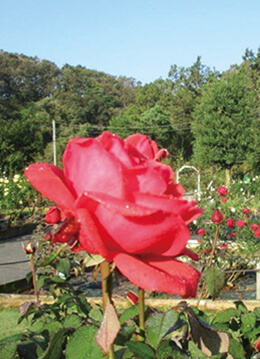 生田緑地で625種2900株の美しいバラが開花