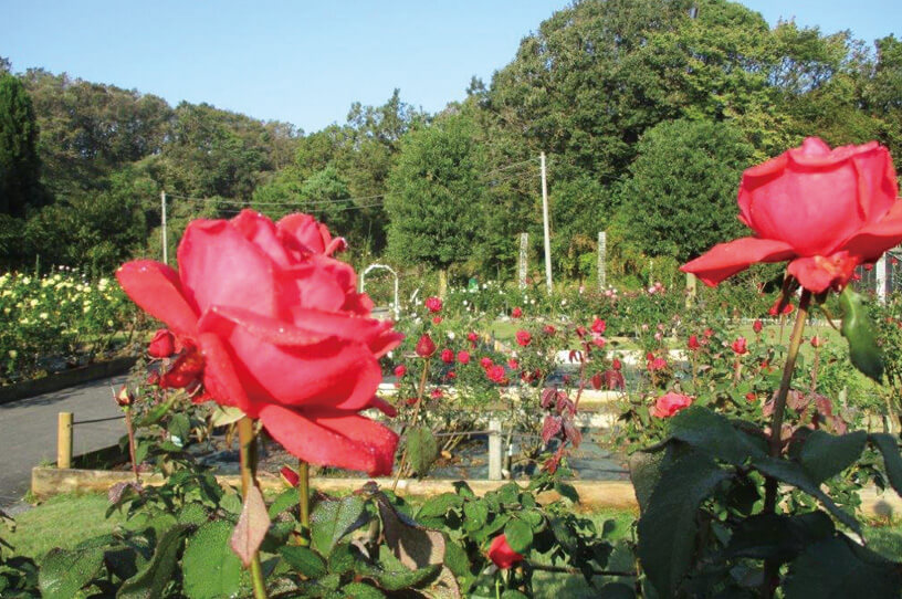 生田緑地で625種2900株の美しいバラが開花の画像