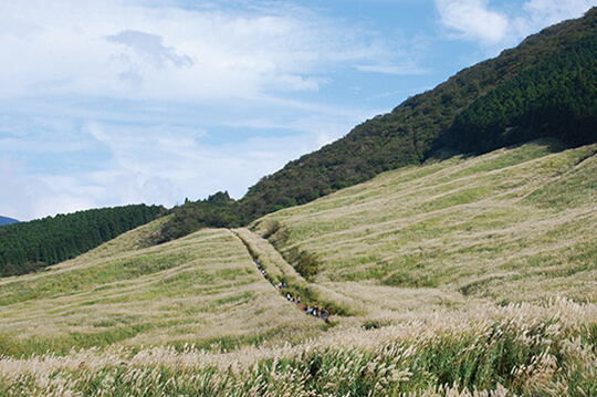 箱根・仙石原で見頃を迎える幻想的なすすき草原