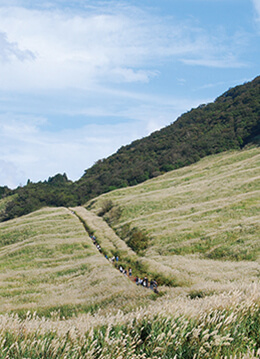 箱根・仙石原で見頃を迎える幻想的なすすき草原