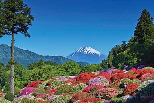 小田急 山のホテルでツツジとシャクナゲが開花
