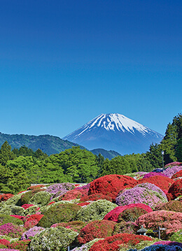 小田急 山のホテルでツツジとシャクナゲが開花