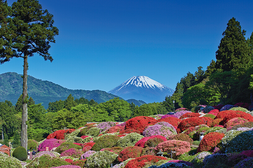 小田急 山のホテルでツツジとシャクナゲが開花の画像
