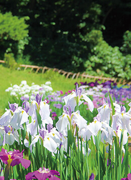 約150種1,500株の花菖蒲が咲き誇る明治神宮