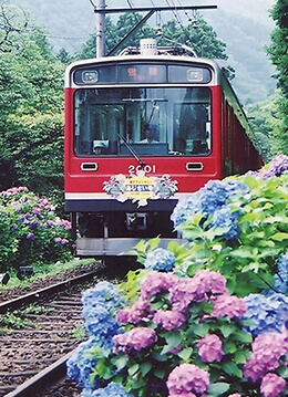 初夏の風物詩、沿線にあじさいが咲き誇る箱根登山電車