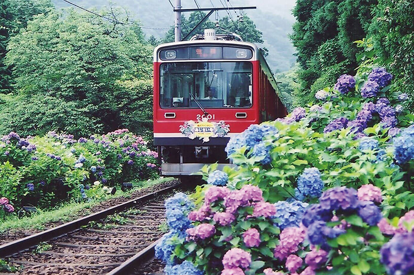 初夏の風物詩、沿線にあじさいが咲き誇る箱根登山電車の画像