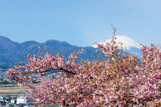 富士山を背景に河津桜約360本が花を咲かせる松田山