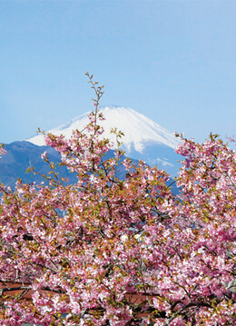 富士山を背景に河津桜約360本が花を咲かせる松田山