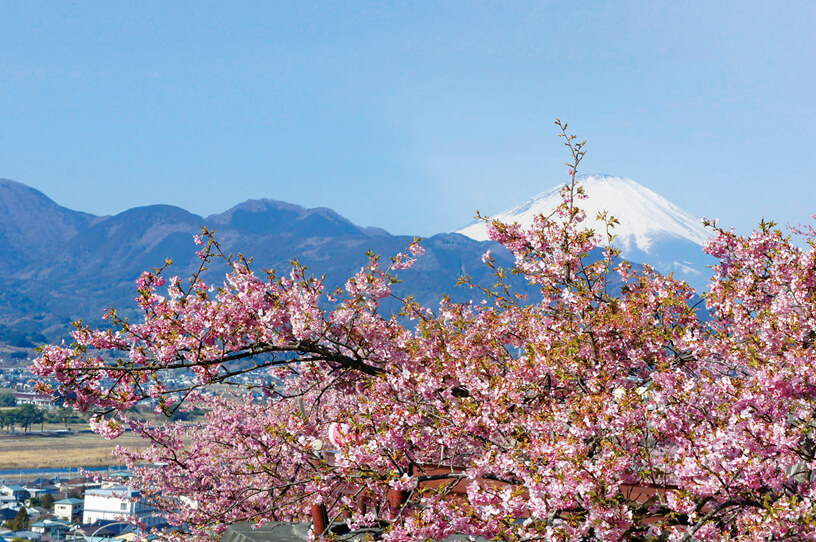 富士山を背景に河津桜約360本が花を咲かせる松田山の画像