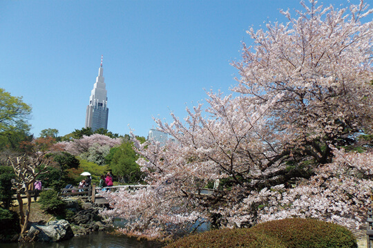 桜が見頃をむかえる新宿御苑で春の特別開園を実施