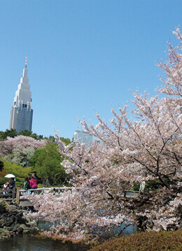 桜が見頃をむかえる新宿御苑で春の特別開園を実施