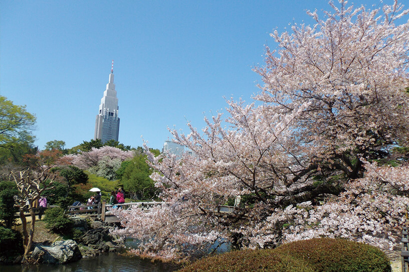 桜が見頃をむかえる新宿御苑で春の特別開園を実施の画像