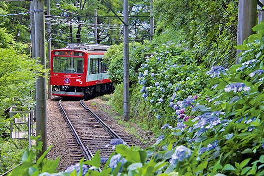 初夏の風物詩・箱根登山電車沿線のアジサイが開花