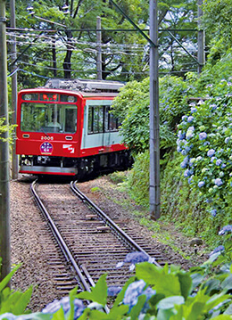 初夏の風物詩・箱根登山電車沿線のアジサイが開花