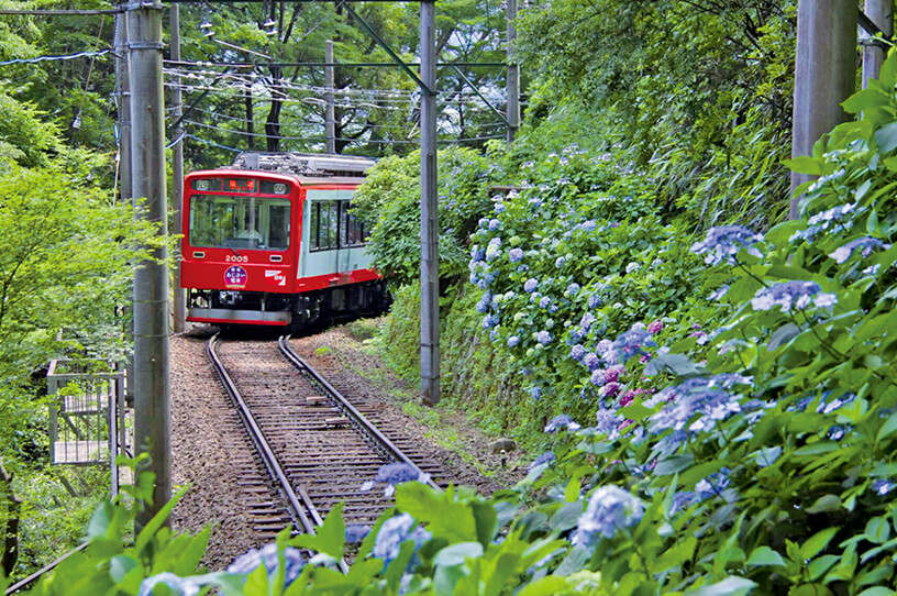 初夏の風物詩・箱根登山電車沿線のアジサイが開花の画像