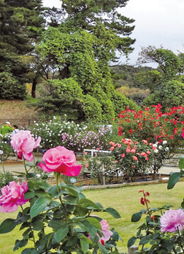 600種以上のバラが咲き誇る生田緑地ばら苑を無料開放