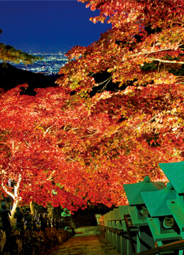 大山の紅葉と眼下の夜景が同時に楽しめるライトアップ