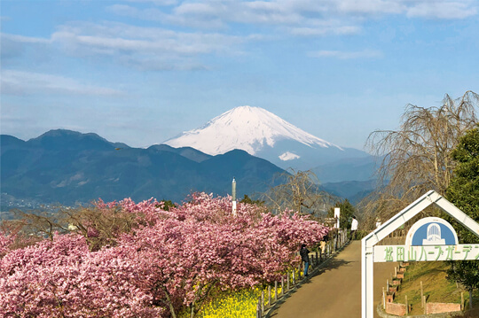 早咲きの河津桜と富士山の絶景コラボ！まつだ桜まつり