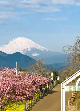 早咲きの河津桜と富士山の絶景コラボ！まつだ桜まつり