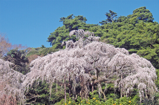 滝のように花開く長興山のしだれ桜が満開に