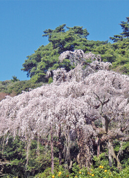 滝のように花開く長興山のしだれ桜が満開に