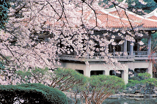 桜の名所・新宿御苑が1カ月間「春の特別開園」